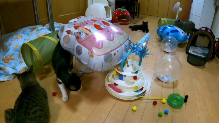 3匹の子猫、30分後には5ヶ月！5 cats Our cat cafe (4 kittens of 4 months + 1 years old + 11 years old)