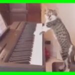 【猫】ハプニング 爆笑動画 ネコ 子猫 #39【ねこかわいい/ねこおもしろ】