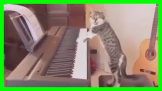 【猫】ハプニング 爆笑動画 ネコ 子猫 #39【ねこかわいい/ねこおもしろ】