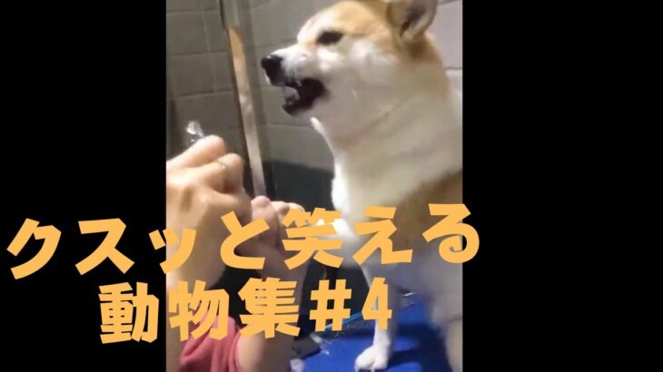 【クスッと笑える】爆笑面白ハプニング犬、猫、動物集#4