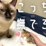 もしかしてヤキモチ？子猫より自分を構ってほしい甘えん坊な4歳の保護猫が可愛すぎる！（子猫も可愛いよ）