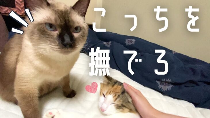 もしかしてヤキモチ？子猫より自分を構ってほしい甘えん坊な4歳の保護猫が可愛すぎる！（子猫も可愛いよ）