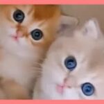 【ねこ】爆笑動画 ハプニング ネコ 子猫 #42【猫 かわいい/猫 おもしろ】