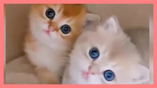 【ねこ】爆笑動画 ハプニング ネコ 子猫 #42【猫 かわいい/猫 おもしろ】