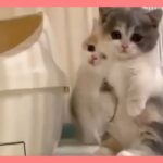 【ねこ】爆笑動画 ハプニング ネコ 子猫 #44【猫 かわいい/猫 おもしろ】