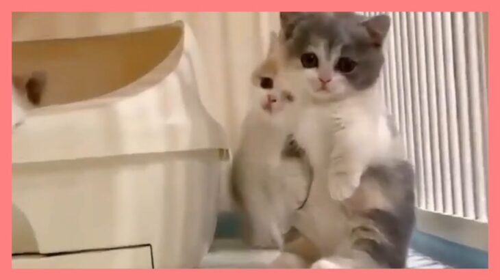 【ねこ】爆笑動画 ハプニング ネコ 子猫 #44【猫 かわいい/猫 おもしろ】