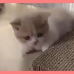 【ねこ】爆笑動画 ネコ ハプニング 子猫 #47【猫 かわいい/猫 おもしろ】