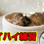 子猫の目「もうパッチリ」ノド越し最高ーパパからミルクとハイハイ特訓。★4日目〈保護猫〉～Kitten growth record～