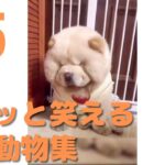 【クスッと笑える】爆笑面白ハプニング犬、猫、動物集#5