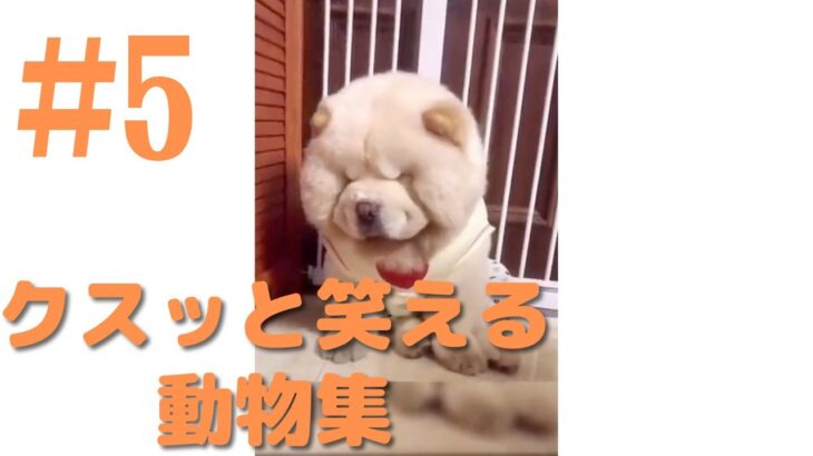 【クスッと笑える】爆笑面白ハプニング犬、猫、動物集#5