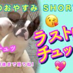 [犬猫]😘ラストは名シーン😘ちゃんと最後まで見てね😘【今日のおやすみ】エピソード54  #キス #Shorts  #犬