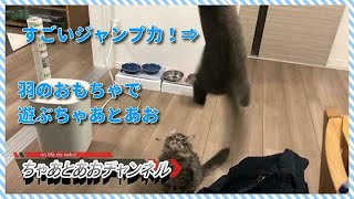 ★猫かわいい・おもしろ・癒し！【家に来て66日目】羽のおもちゃで遊ぶちゃあとあお。(°▽°)