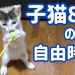 【保護猫】子猫8匹の自由時間🐾