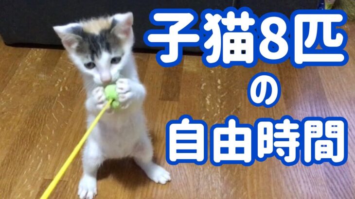 【保護猫】子猫8匹の自由時間🐾