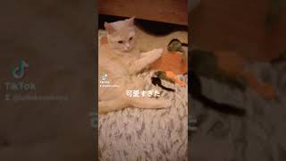 #YouTube猫動画 #YouTube猫かわいい 猫とねずみの可愛い会議してそうな #shorts 猫動画がこちらです♪ cute munchkin cat!