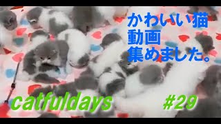 おもしろ猫　動画　まとめ　funny cat 29