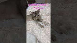 【ポケットからきゅんです】ふみふみする子猫はソラちゃん！ #short