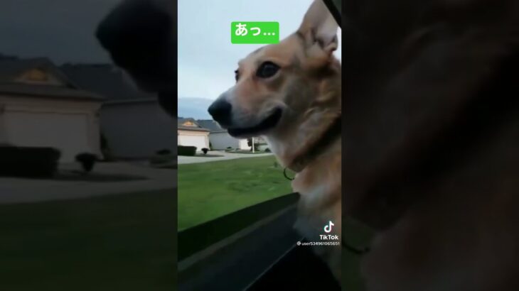 落としーヌ　#shorts #おもしろ #ペット #tiktok #かわいい #犬 #猫