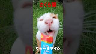 人気者の可愛いさくら猫ちゃんにオヤツのちゅ〜るを straycats #shorts