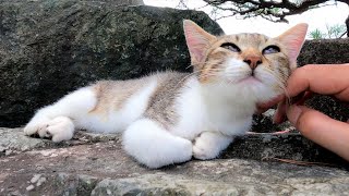 顔を撫でられて微かに微笑む捨て子猫が可愛すぎた