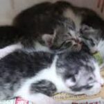 【保護猫】生後３日目の５匹の子猫達〜９月６日の様子〜