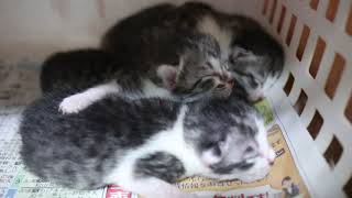 【保護猫】生後３日目の５匹の子猫達〜９月６日の様子〜