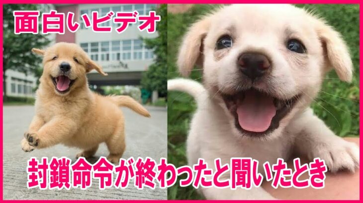 【面白いビデオ】最高におもしろ犬,猫,動物のハプニング