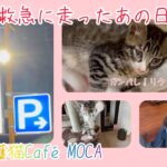 高熱でガタガタ震える子猫を載せ夜間救急に走ったあの日。今にも消えそうな命のともしび。＃保護猫＃子猫