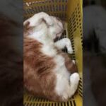 【癒し猫】買い物カゴ大好き猫。