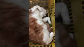 【癒し猫】買い物カゴ大好き猫。