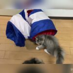 【子猫癒し動画】ラガマフィン 子猫が驚いて飛び跳ねる姿がかわいすぎる♡ #猫　#子猫　#癒し動画