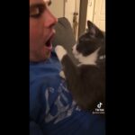 【猫好き必見！】猫ちゃんおもしろ動画集２