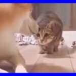 【ねこ】爆笑動画 ハプニング ネコ 子猫 #【猫かわいい/猫おもしろ】