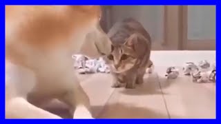 【ねこ】爆笑動画 ハプニング ネコ 子猫 #【猫かわいい/猫おもしろ】