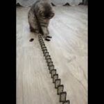 【思わず笑ってしまう海外の面白動画】陽気な猫のショート動画！