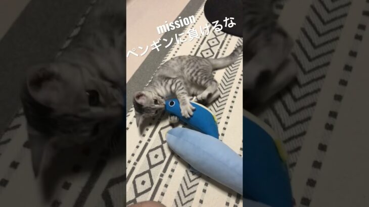 スパイ猫の日常#子猫癒し ＃スパイ猫#こねこのいる暮らし