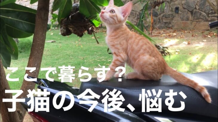 【保護猫】子猫のこれからの事