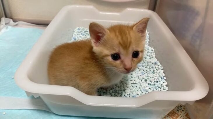 「ねこねこ幼稚園の子猫ライブ【赤ちゃん猫　保護猫】」