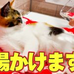 お風呂で気持ちよく寝てる子猫にお湯をぶっかけてみた