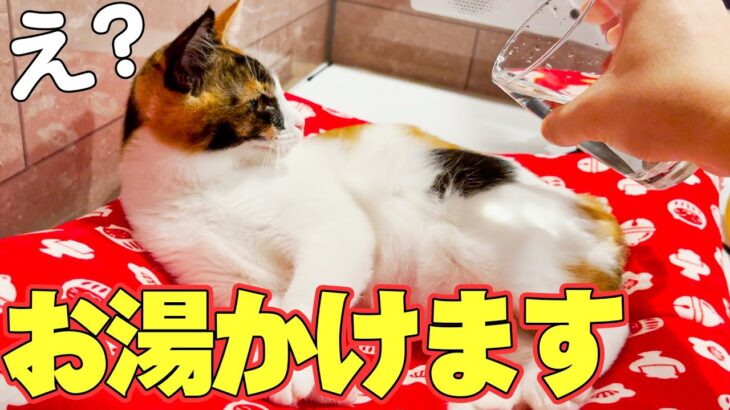 お風呂で気持ちよく寝てる子猫にお湯をぶっかけてみた