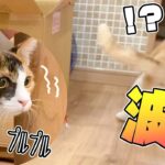 背中テープに困惑するねこと大パニックの子猫