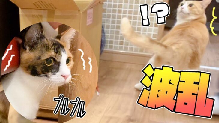 背中テープに困惑するねこと大パニックの子猫