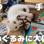 実家の母の手作りぬいぐるみに大興奮の子猫です