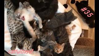 「絶対笑う」最高におもしろ 猫のハプニング, 失敗動画集・かわいい猫   #35