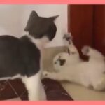 【ねこ】ネコ 爆笑動画 子猫 ハプニング #51【猫 かわいい/猫 おもしろ】