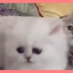 【ねこ】子猫 爆笑動画 ネコ ハプニング #52【猫 かわいい/猫 おもしろ】
