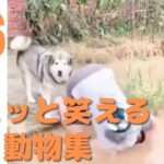 【クスッと笑える】爆笑面白ハプニング犬、猫、動物集#6