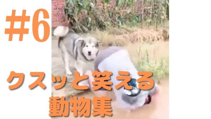 【クスッと笑える】爆笑面白ハプニング犬、猫、動物集#6