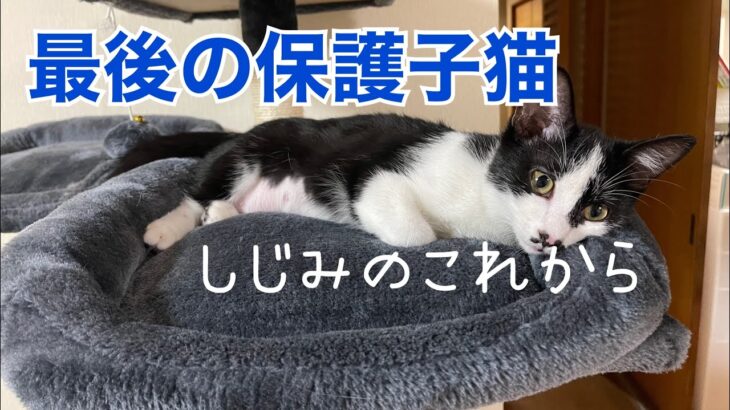 [保護子猫]  子猫保護のその後　7  しじみのこれから