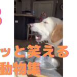 【クスッと笑える】爆笑面白ハプニング犬、猫、動物集#8